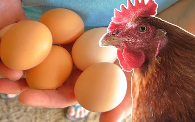 Cách nuôi gà đẻ nhiều trứng - Kích thích gà đẻ đều nhiều