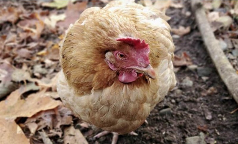 Bệnh nấm diều ở gà có nguy hiểm không và cách điều trị - Thế Giới Đá Gà