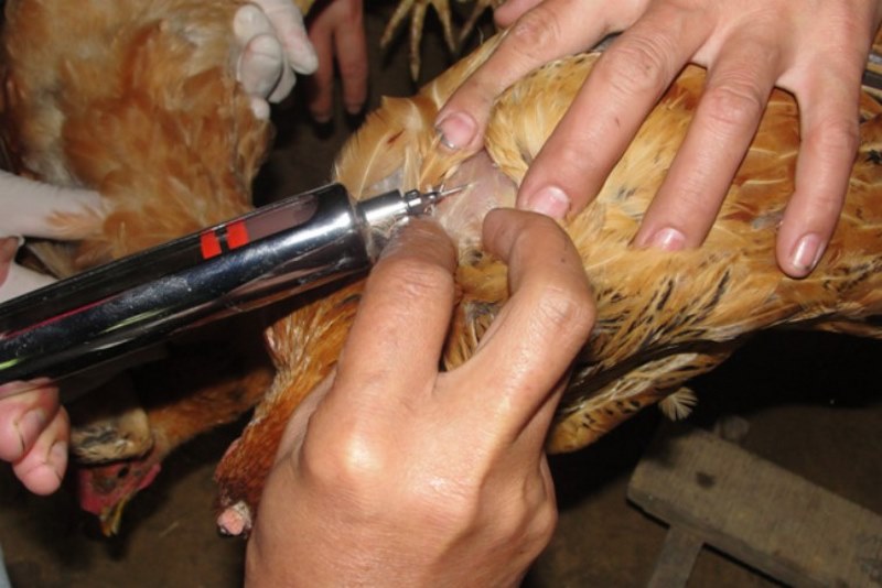 Bệnh nấm diều ở gà có nguy hiểm không và cách điều trị - Thế Giới Đá Gà