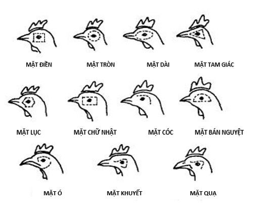 Cách nhận biết tướng mặt lưng cánh đuôi gà đá - Cẩm nang nuôi trồng sinh vật cảnh