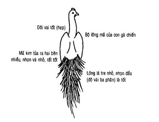 Cách nhận biết tướng mặt lưng cánh đuôi gà đá - Cẩm nang nuôi trồng sinh vật cảnh