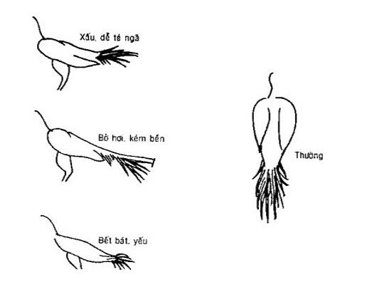 Cách nhận biết tướng mặt lưng cánh đuôi gà đá - Cẩm nang nuôi trồng sinh vật cảnh